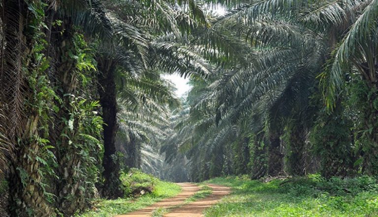 Plantation Overview | Sarawak Oil Palms Berhad Group Of ...